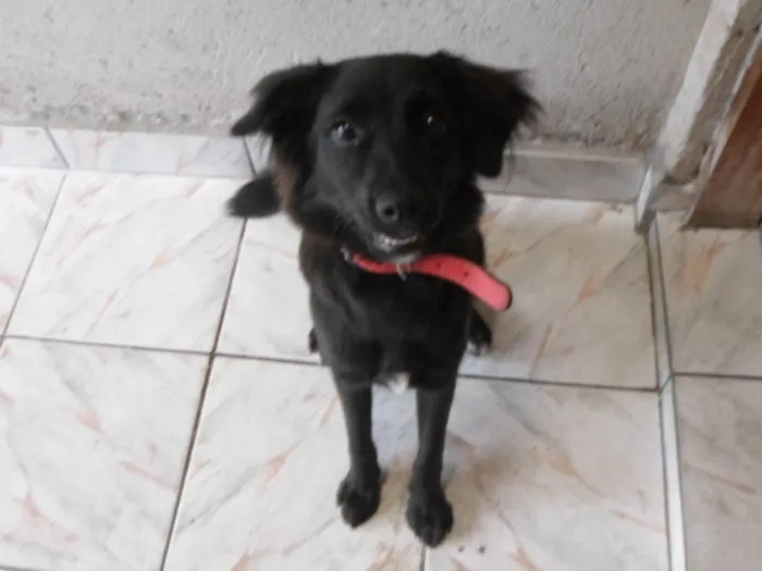 Cachorro ra a SRD idade 7 a 11 meses nome Mila