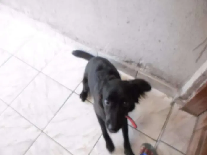 Cachorro ra a SRD idade 7 a 11 meses nome Mila