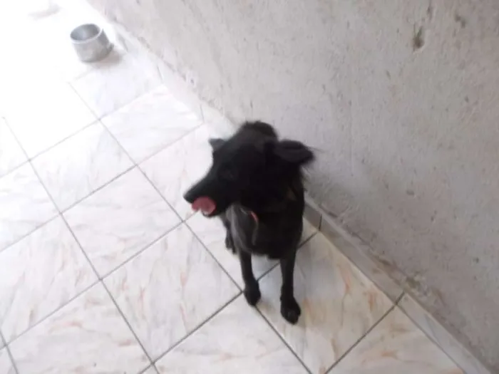 Cachorro ra a SRD idade 7 a 11 meses nome Mila