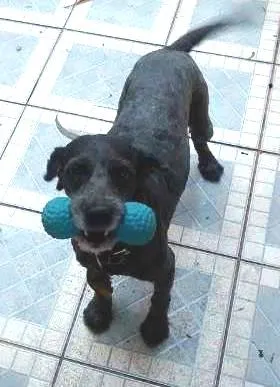 Cachorro raça Poodle idade 3 anos nome BOB