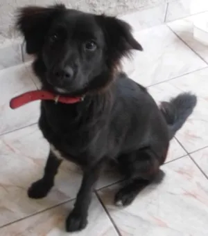 Cachorro raça SRD idade 7 a 11 meses nome Mila
