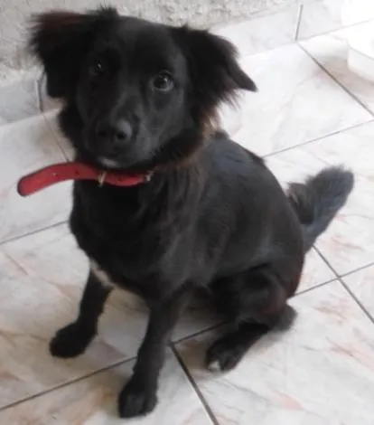 Cachorro ra a SRD idade 7 a 11 meses nome Mila
