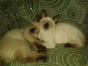 Gato raça vira lata idade 1 ano nome marri