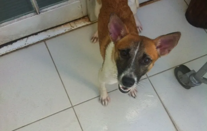 Cachorro ra a Viralata idade 1 ano nome Dog