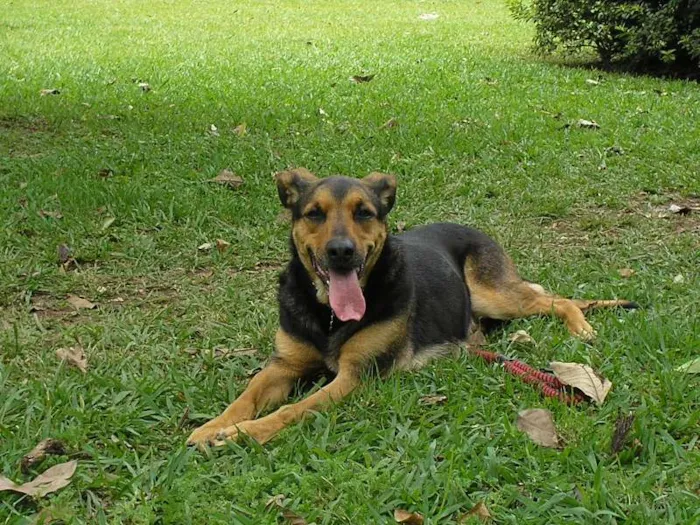 Cachorro ra a MESTIÇAS idade 6 ou mais anos nome ATHENA E SHIVA