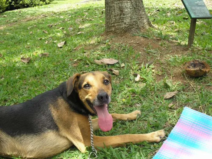 Cachorro ra a MESTIÇAS idade 6 ou mais anos nome ATHENA E SHIVA