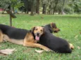 ATHENA E SHIVA