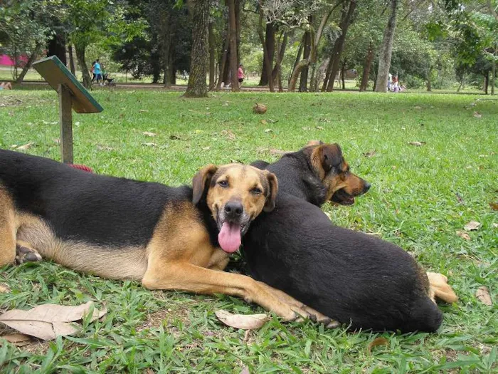 Cachorro ra a MESTIÇAS idade 6 ou mais anos nome ATHENA E SHIVA
