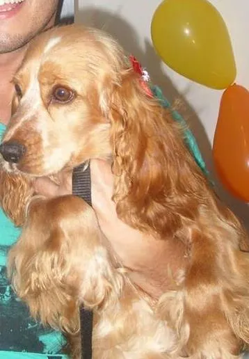 Cachorro ra a Cocker idade 3 anos nome Cocker