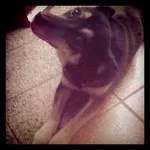 Cachorro ra a SRD idade 4 anos nome Layka