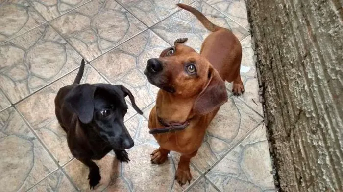 Cachorro ra a teckel idade 1 ano nome spark e bob