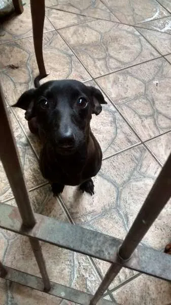 Cachorro ra a teckel idade 1 ano nome spark e bob