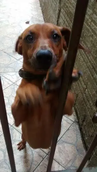 Cachorro ra a teckel idade 1 ano nome spark e bob
