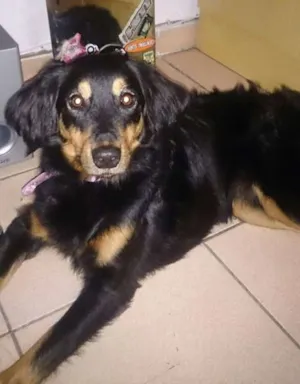 Cachorro raça SRD idade 2 anos nome Lilica