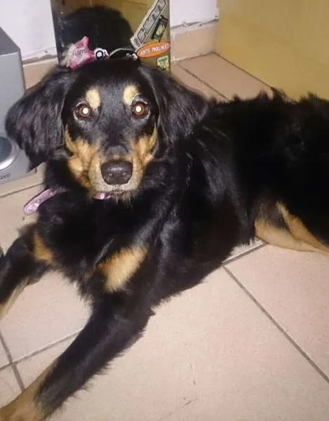 Cachorro ra a SRD idade 2 anos nome Lilica