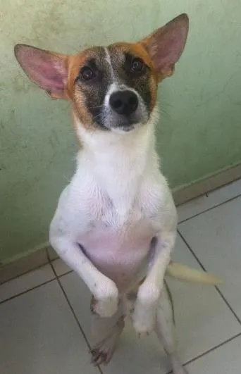 Cachorro ra a Viralata idade 1 ano nome Dog