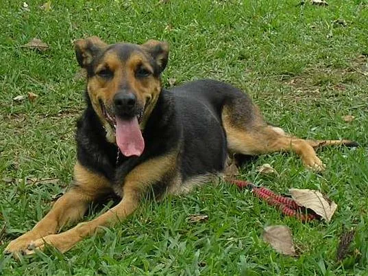 Cachorro ra a MESTIÇAS idade 6 ou mais anos nome ATHENA E SHIVA
