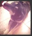 Cachorro ra a SRD idade 4 anos nome Layka