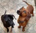 spark e bob