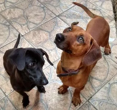 Cachorro ra a teckel idade 1 ano nome spark e bob