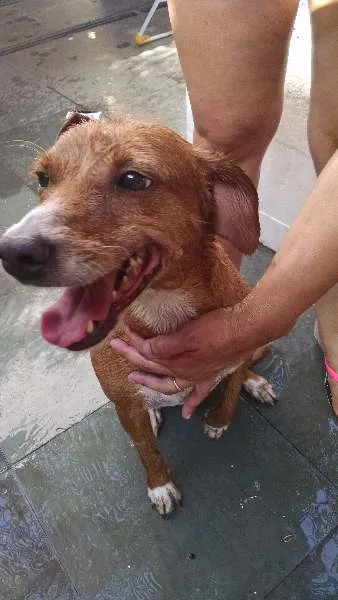 Cachorro ra a Vira lata idade 4 anos nome Doris