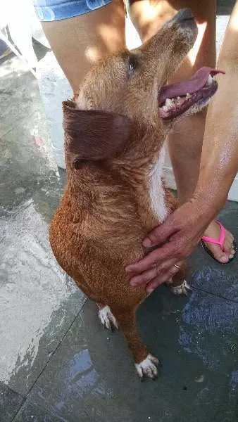 Cachorro ra a Vira lata idade 4 anos nome Doris