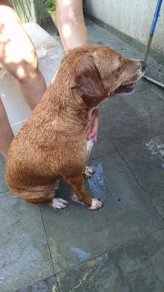 Cachorro ra a Vira lata idade 4 anos nome Doris