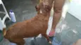 Doris