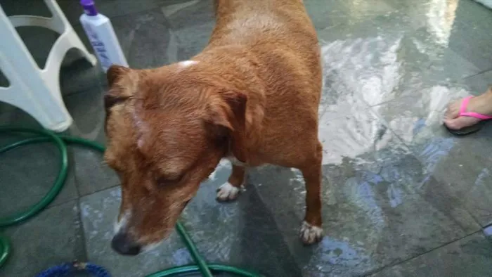 Cachorro ra a Vira lata idade 4 anos nome Doris