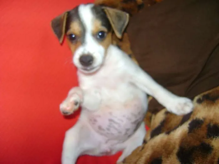 Cachorro ra a - idade Abaixo de 2 meses nome -