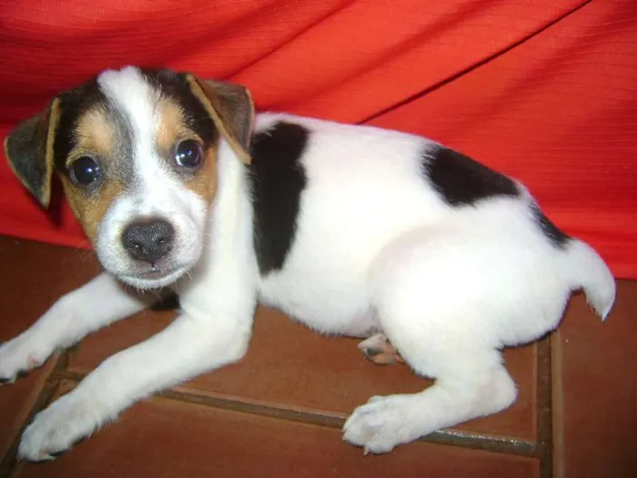 Cachorro ra a - idade Abaixo de 2 meses nome -