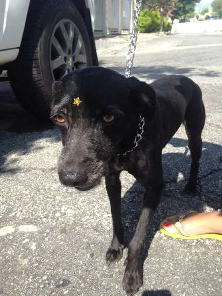 Cachorro ra a Vira lata idade 4 anos nome Nega
