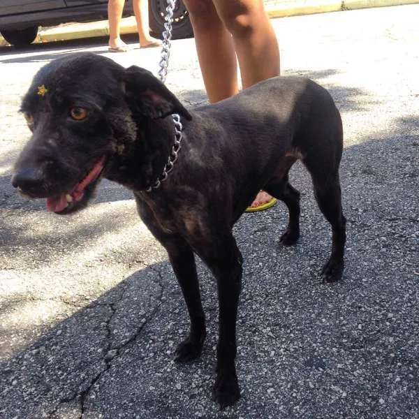 Cachorro ra a Vira lata idade 4 anos nome Nega