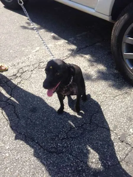 Cachorro ra a Vira lata idade 4 anos nome Nega