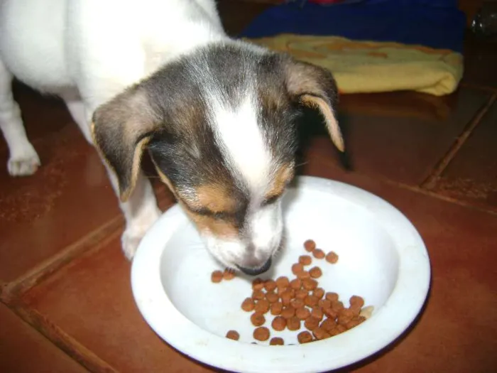 Cachorro ra a - idade Abaixo de 2 meses nome -