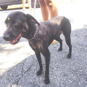 Cachorro raça Vira lata idade 4 anos nome Nega