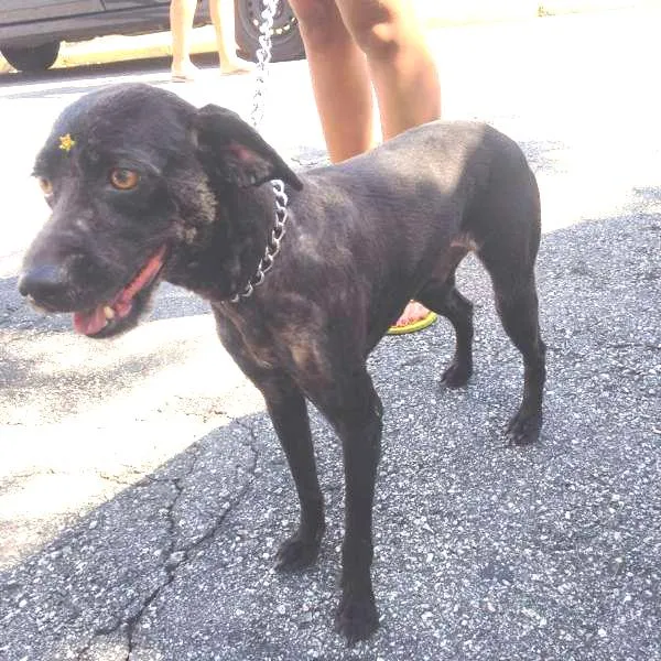 Cachorro ra a Vira lata idade 4 anos nome Nega