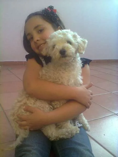 Cachorro ra a Poodlo idade  nome bolinha