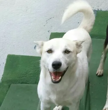 Cachorro ra a SRD idade 2 anos nome Valentina