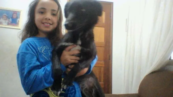 Cachorro ra a vira lata idade 7 a 11 meses nome pretinha