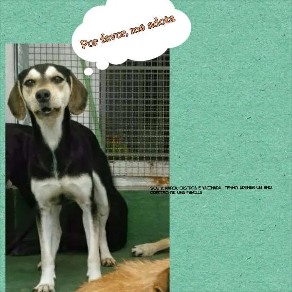 Cachorro ra a SRD idade 1 ano nome Marya