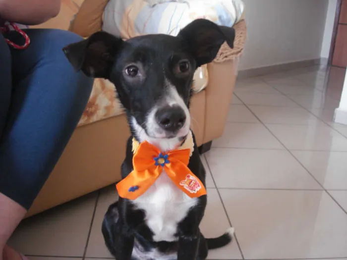 Cachorro ra a SRD idade 2 a 6 meses nome Vitória Estela 