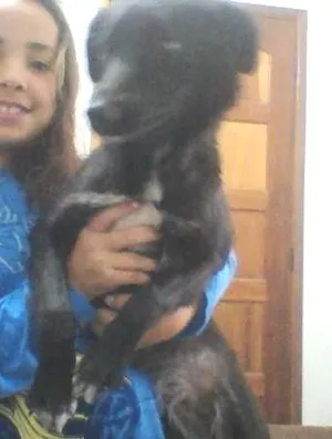 Cachorro raça vira lata idade 7 a 11 meses nome pretinha