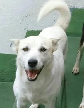 Cachorro ra a SRD idade 2 anos nome Valentina