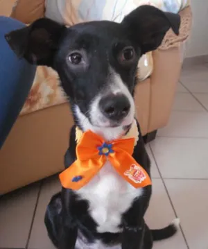 Cachorro raça SRD idade 2 a 6 meses nome Vitória Estela 