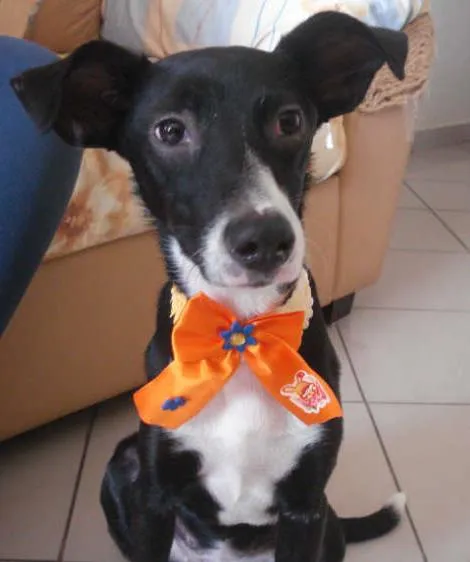 Cachorro ra a SRD idade 2 a 6 meses nome Vitória Estela 