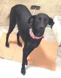 Cachorro ra a Indefinida idade 1 ano nome Cristal