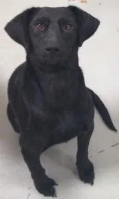 Cachorro raça Indefinida idade 2 anos nome Vitória