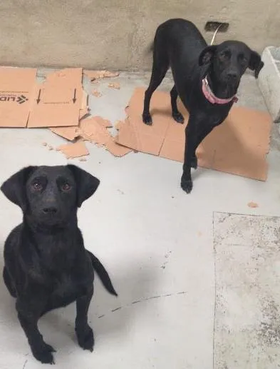 Cachorro ra a Indefinida idade 2 anos nome Vitória