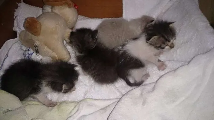 Gato ra a  idade Abaixo de 2 meses nome ADOÇÃO
